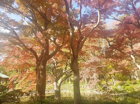 紅葉 紅葉の写真