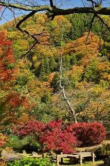 庄川・水記念公園の紅葉 紅葉,青空,観光地の写真素材