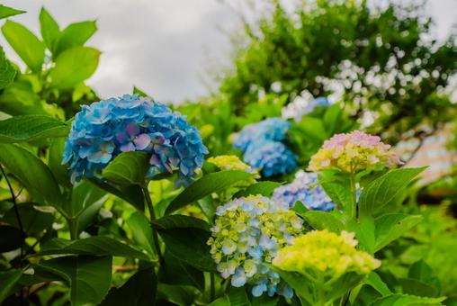 【青森】青い森公園の花 2025 【青森】青い森公園の花 2025 青い森公園,公園,青森の写真素材