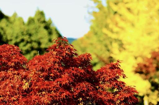 色づいたモミジとイチョウの紅葉 色づいたモミジとイチョウの紅葉 モミジ,イチョウ,紅葉の写真素材