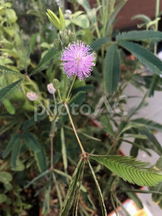 おじぎそう　花 オジギソウ,草,花の写真素材