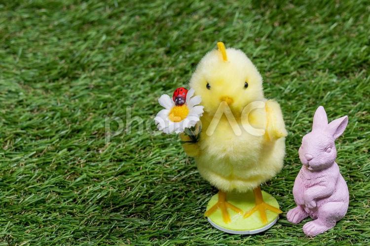うさぎとひよこ うさぎ,動物,小動物の写真素材