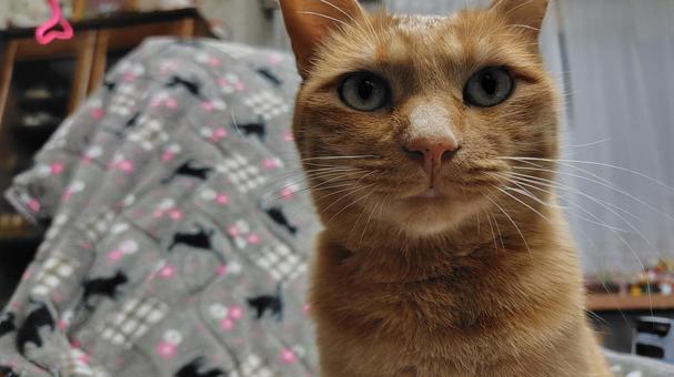 茶トラちゃん 猫,茶トラ,catの写真素材