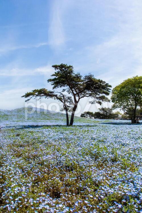 ネモフィラ畑に立つ細い木 ネモフィラ,花畑,春の写真素材