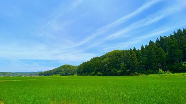夏の田園風景(石川・小松市) 夏の田園風景(石川・小松市)の写真