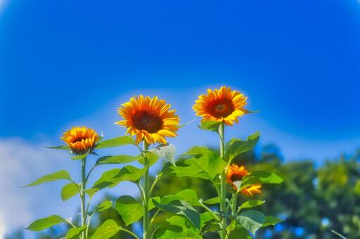 ひまわり ひまわり,夏休み,8月の写真素材