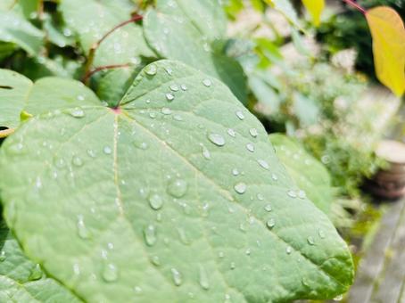Close-up of sparkling water droplets on leaves, JPG