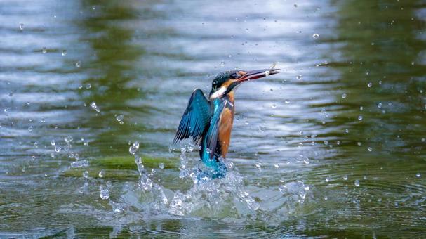 カワセミ 翡翠 カワセミ 翡翠の写真