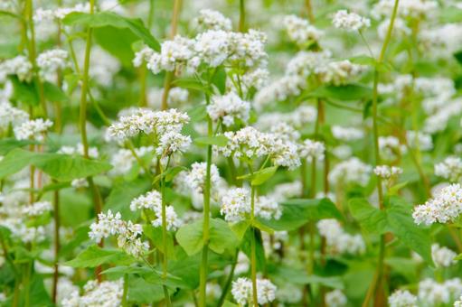 白いそばの花畑6 秋,そばの花,蕎麦の花の写真素材