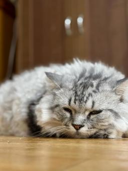 まんまる猫 まんまる猫 もふもふ,猫,長毛猫の写真素材