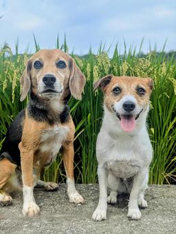 秋が近づいてきたね 秋が近づいてきたね 犬,ビーグル,ジャックラッセルテリアの写真素材
