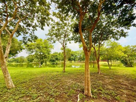 緑豊かなアユタヤの美しい公園 緑豊かなアユタヤの美しい公園 青空,空,公園の写真素材