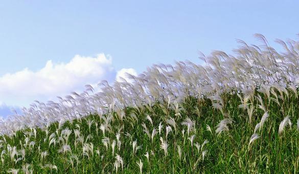 ススキ土手 ススキ,土手,のり面の写真素材