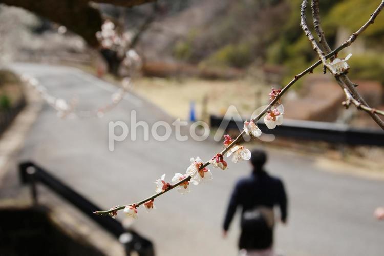 満開の梅の下を歩く人 蝋梅,ロウバイ,3月の写真素材