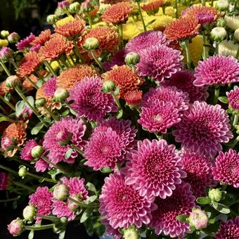 花★ガーデンマム（ダークピンク） ガーデンマム,ダークピンク,菊の写真素材