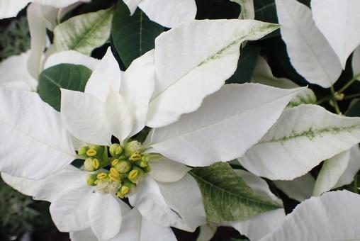 花 ポインセチア,クリスマス,植物の写真素材