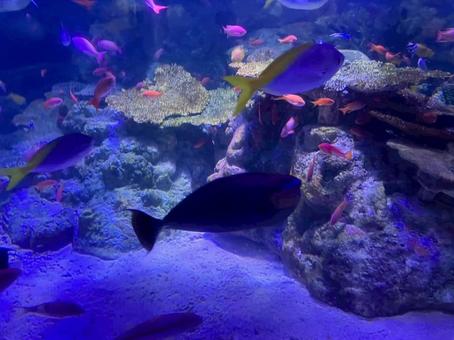 水族館 水族館,アクアリゾーツ,八景島シーパラダイスの写真素材