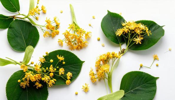 秋の花 キンモクセイ 秋の花 キンモクセイの写真