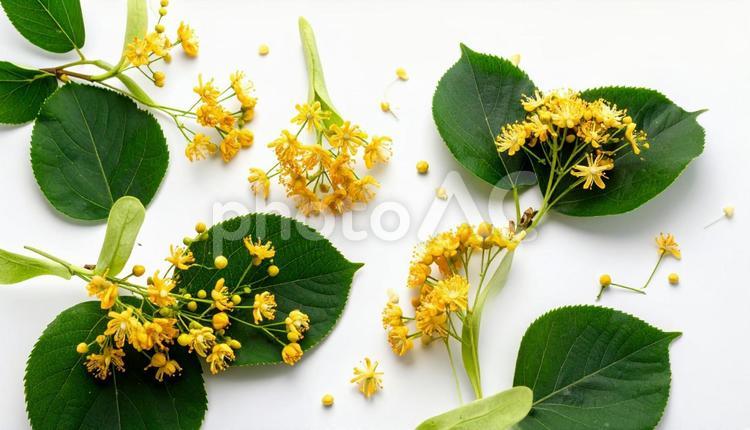 秋の花　キンモクセイ キンモクセイ,9月,10月の写真素材