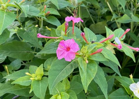 ある公園のオシロイバナ ピンク_711G 花,オシロイバナ,ピンクの写真素材