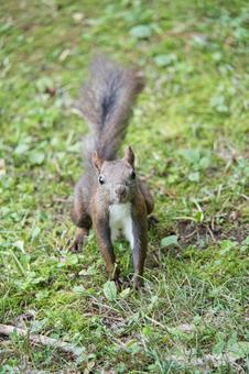 エゾリス エゾリス リス,エゾリス,動物の写真素材
