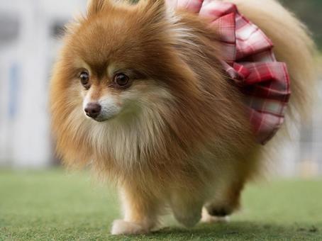 ポメラニアンのポートレート 犬,ポメラニアン,ポメの写真素材