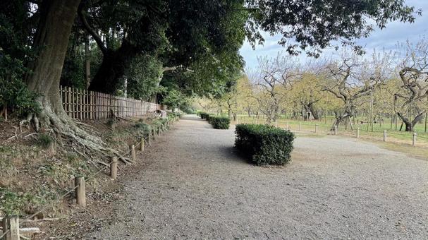日陰 日陰 偕楽園,庭園,庭の写真素材