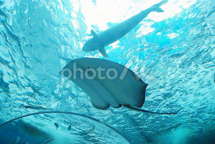タイ、チョンブリー県の水族館 エイ,水族館,タイの写真素材