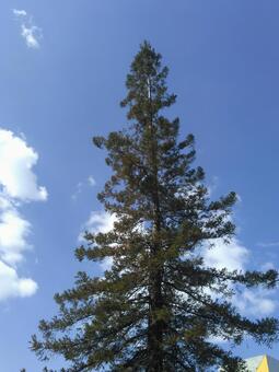 Trees and blue sky, natural, blue, wood, JPG