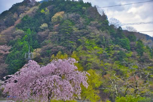 山と桜 山と桜の写真