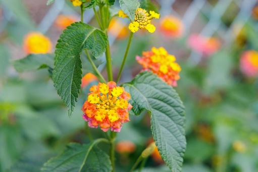 色鮮やかなランタナ ランタナ,花,植物の写真素材