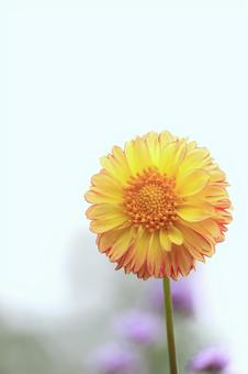 リリーパーク リリーパーク,ゆりの郷こしみず,ガーベラの写真素材