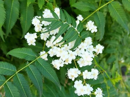 暑い盛りに咲く清楚な花が涼しげ 暑い盛りに咲く清楚な花が涼しげの写真