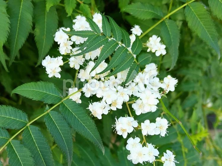 暑い盛りに咲く清楚な花が涼しげ 花,ホザキナナカマド,穂咲七竈の写真素材
