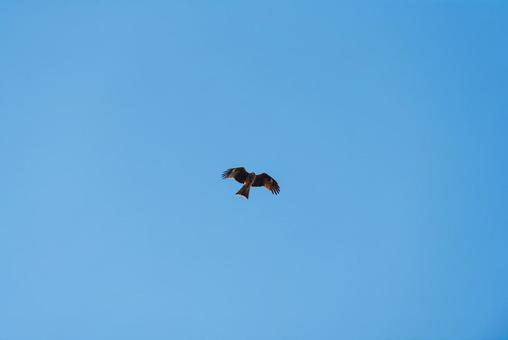 大空から獲物を探すトビ 大空から獲物を探すトビ トビ,猛禽類,野鳥の写真素材