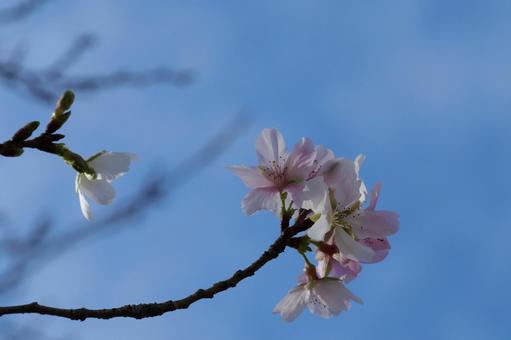 四季桜 四季桜 四季桜,桜,自然の写真素材