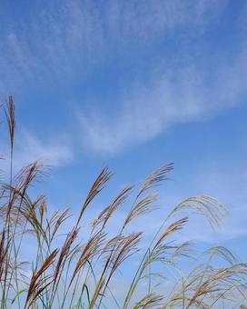 Japanese pampas grass and autumn sky, JPG Japanese pampas grass and autumn sky, JPG