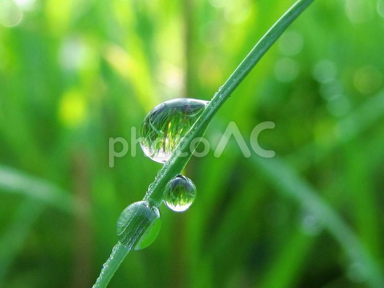 水滴と緑の葉と朝日（Water drops） 水滴,雫,すいてきの写真素材