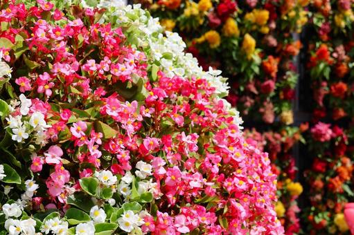 7月中旬のさぬきフラワーガーデンの花 7月中旬のさぬきフラワーガーデンの花 花,植物,赤の写真素材
