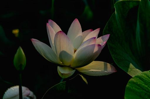 Photo, ein lotus, blumen, pool, 