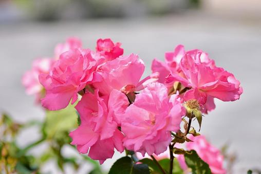 Photo, rose, roses, flower, 