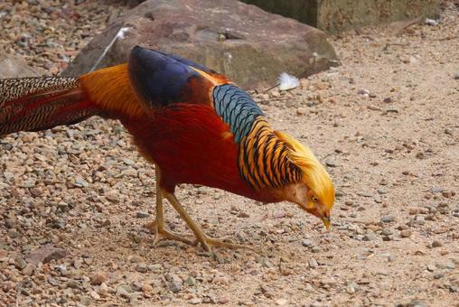 キンケイＡＵＳマレニーポタニカルガーデン 生物,鳥,きれいの写真素材