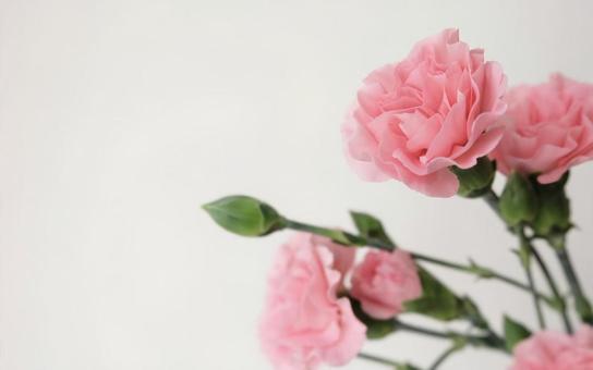 ピンクのカーネーション ピンクのカーネーションの写真