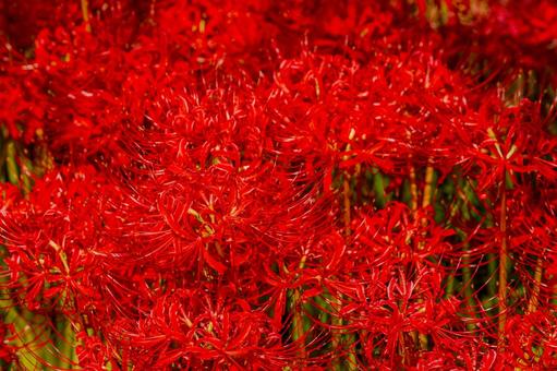 彼岸花の群生・真紅に染まる秋の風景 彼岸花の群生・真紅に染まる秋の風景 自然,季節の風景,花畑の写真素材