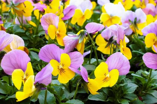 ビオラの可愛い花々 ビオラ,花,かわいいの写真素材