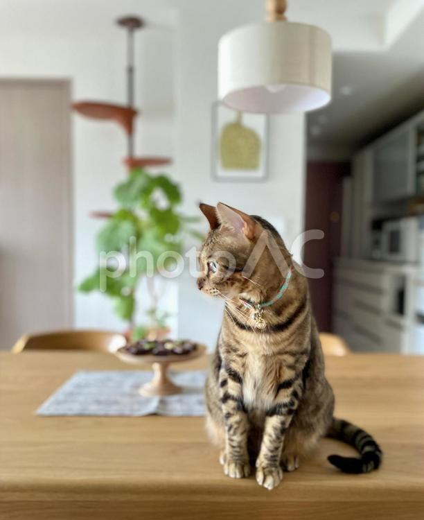 ちょこんとお座り 猫,ねこ,ネコの写真素材