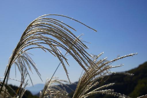 ススキ ススキ,すすき,秋の写真素材