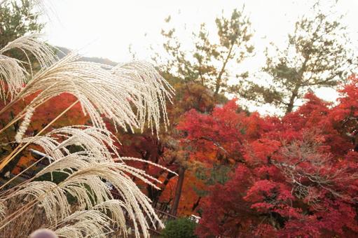 京都　嵐山　紅葉とすすき 紅葉,すすき,芒の写真素材