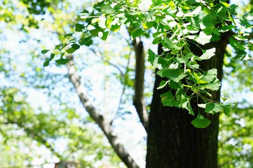 Young ginkgo leaves shining through the sunlight, JPG Young ginkgo leaves shining through the sunlight, JPG