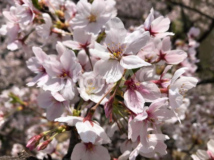 散る前の桜の花びら 桜,花びら,きれいの写真素材